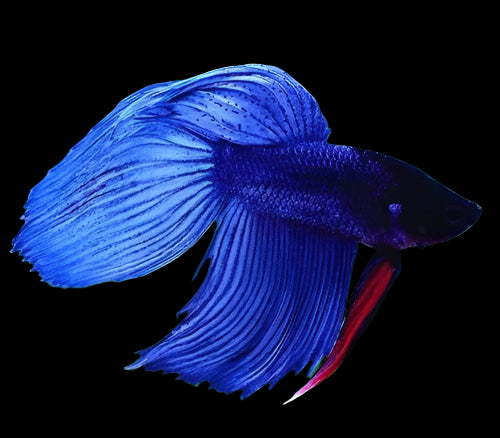 Veiltail Betta