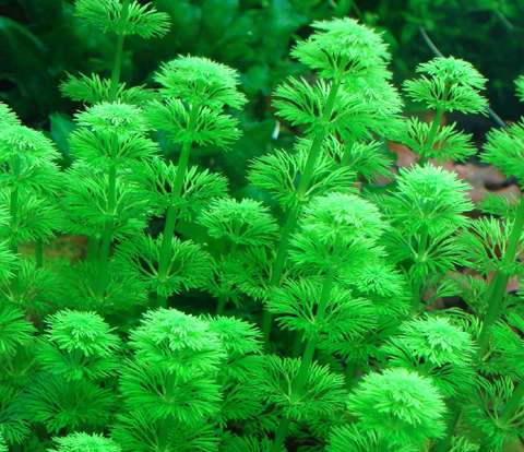 Limnophila Sessiliflora Pot Plant