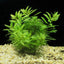 Proserpinaca palustris pot plant (mermaid weed)