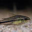 Pygmy Corydoras