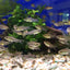 Pygmy Corydoras