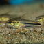 Pygmy Corydoras