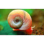 RAMSHORN SNAIL