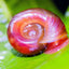 RAMSHORN SNAIL