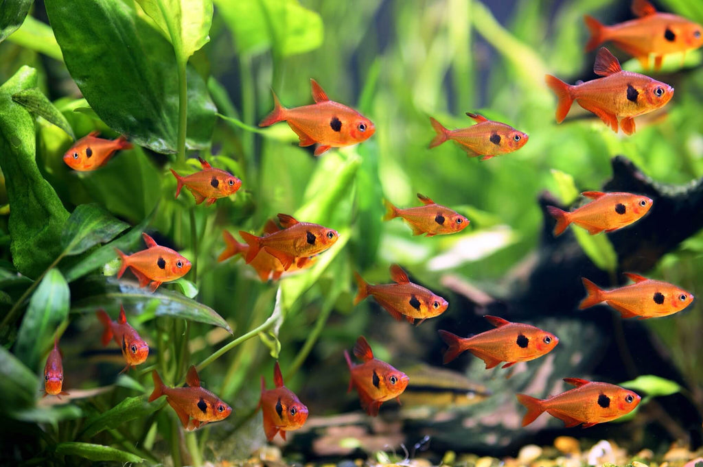 SERPEA TETRA 3CM
