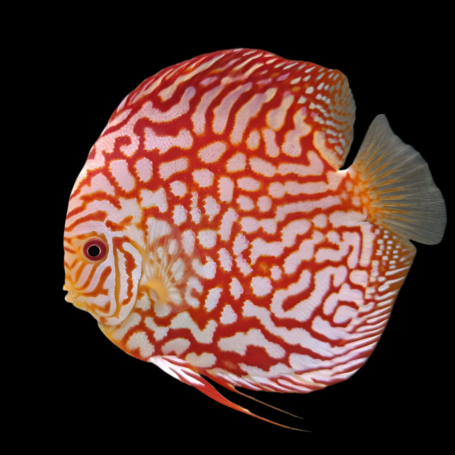 Discus Fish Mix 14cm