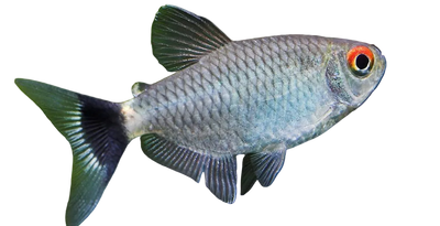 عين حمراء تترا 3 سم