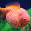 Pearl Scale Goldfish