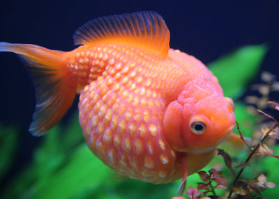 Pearl Scale Goldfish
