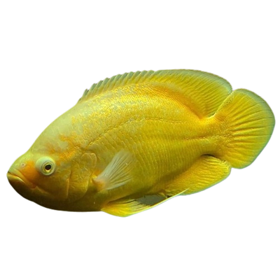 Yellow Oscar