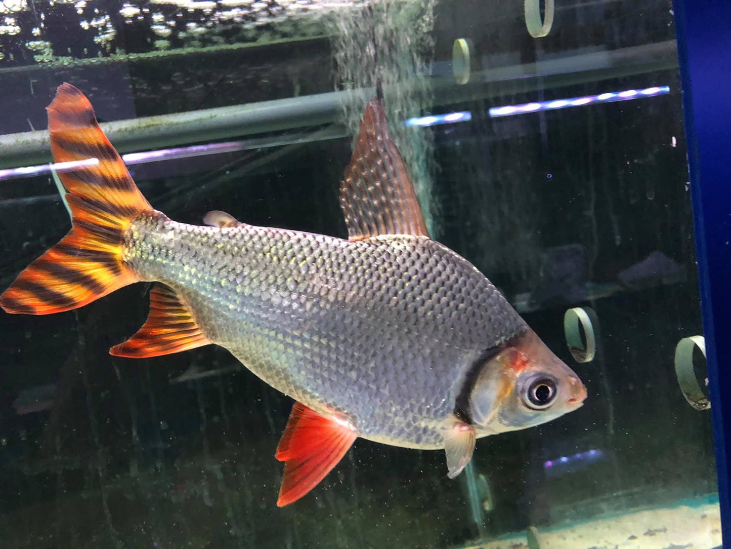 Flag tail Semaprochilodus