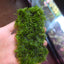 Christmas Moss on Wood