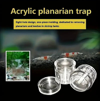 Acrylic Planaria Trap