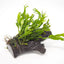 Java Fern on Wood