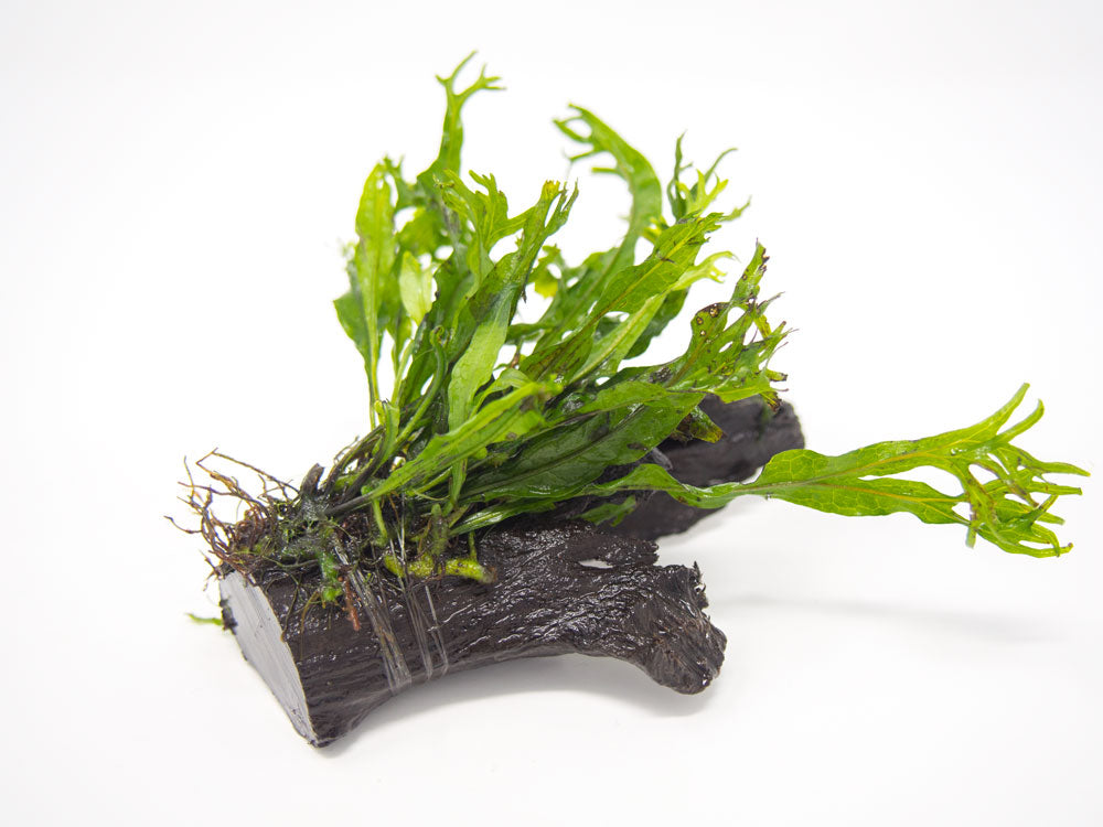 Java Fern on Wood