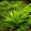 Echinodorus Quadricostatus Pot Plant
