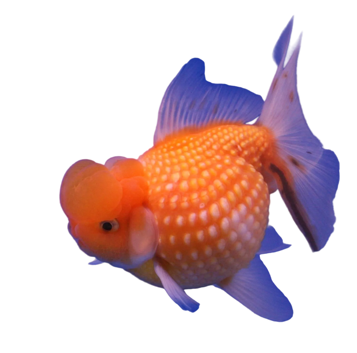 Crown Head Pearl Scale
