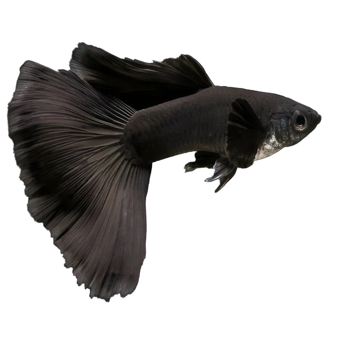 Special Big Tail Guppy Male
