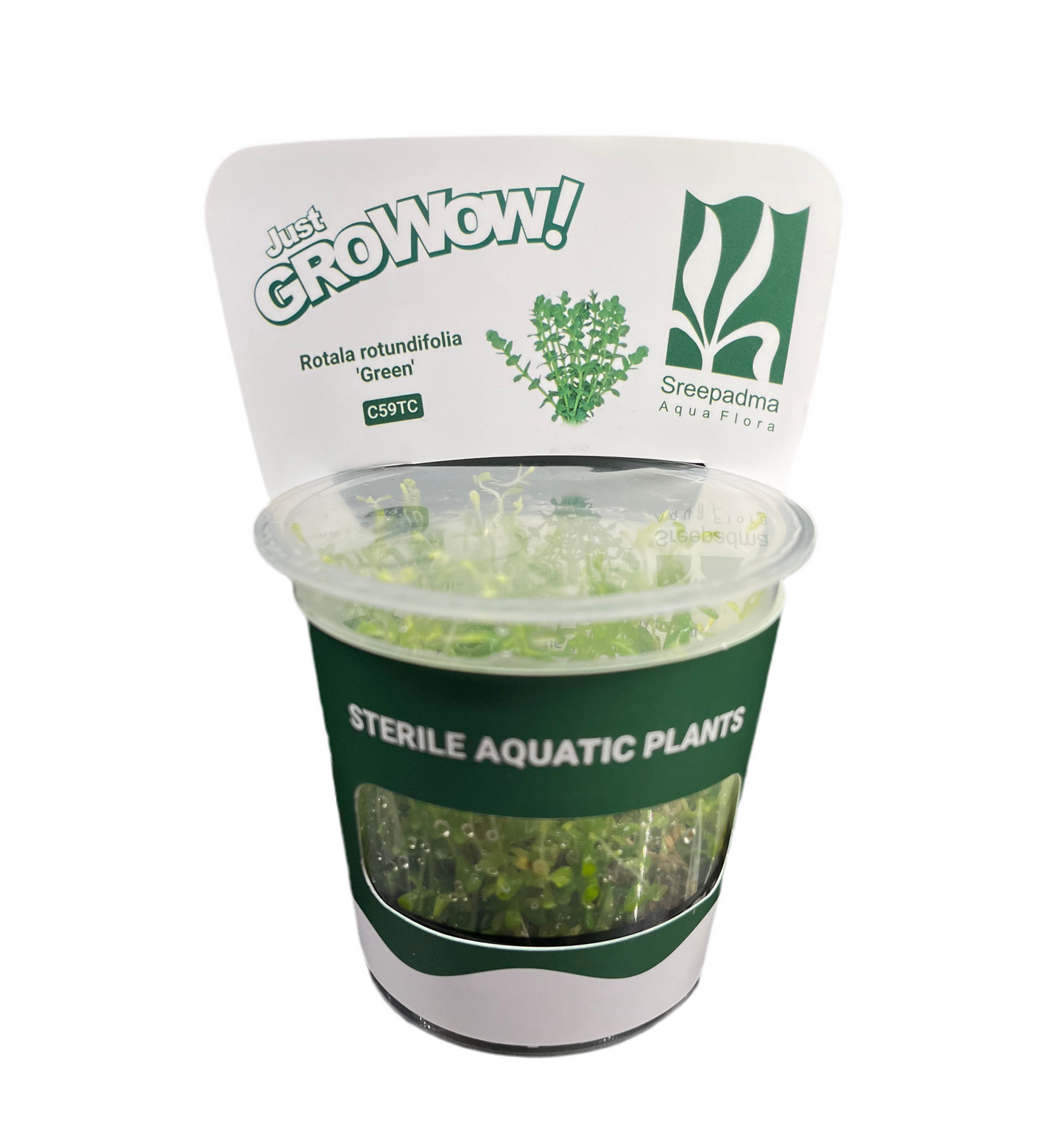 Growow Rotala rotundifolia Green