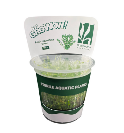 Growow Rotala rotundifolia Green