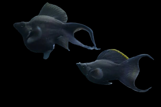 Special Short Body Molly