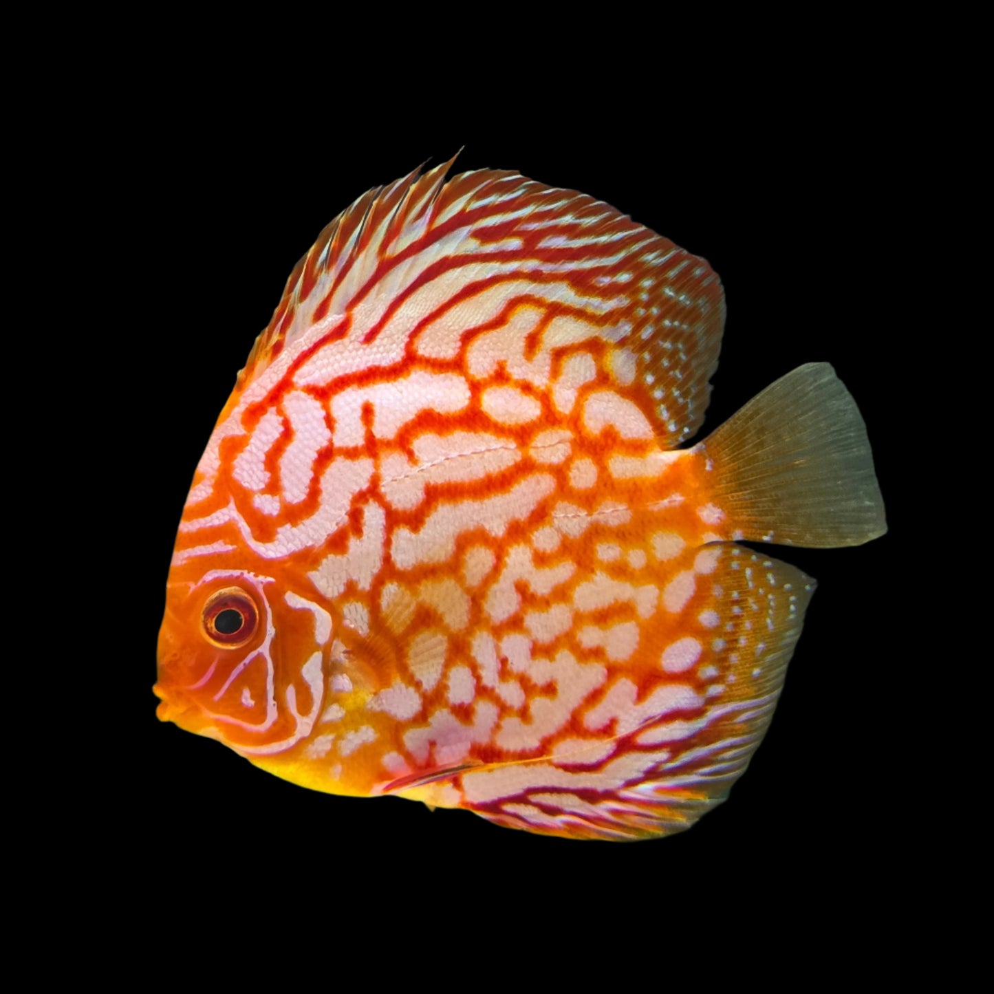 Discus Fish Mix 14cm