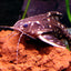 Spotted Raphael Catfish (Agamyxis pectinifrons)