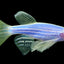 Longfin Danio