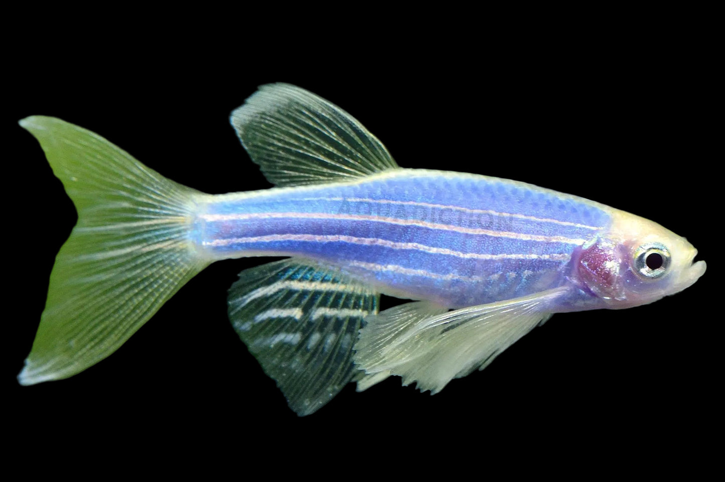 Longfin Danio