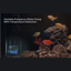 Pawgether Smart Aquarium With Feeder [Wifi Version] 30L