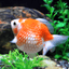 Pearl Scale Goldfish