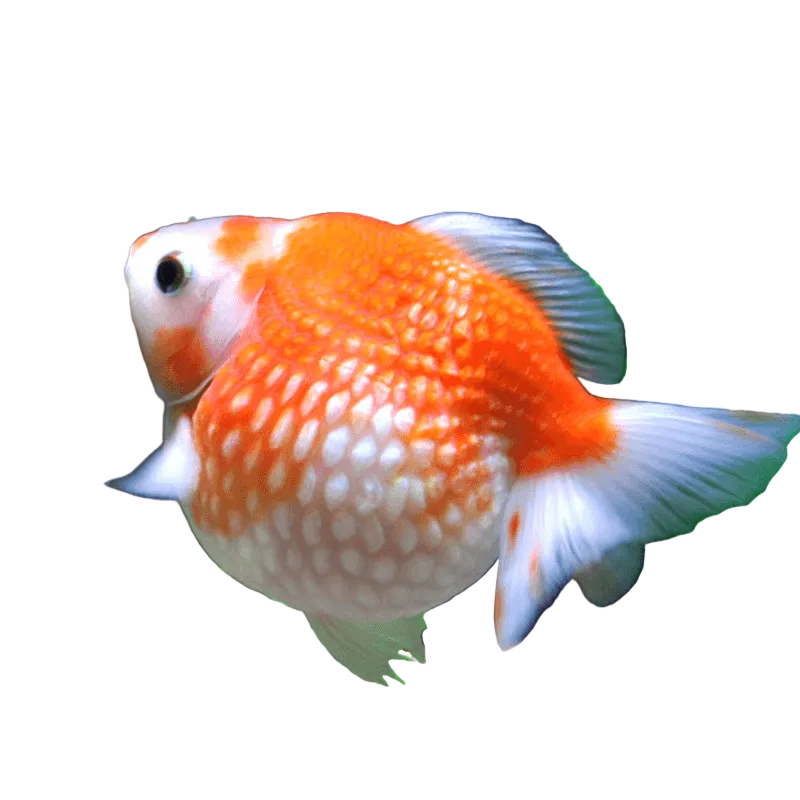 Pearl Scale Goldfish