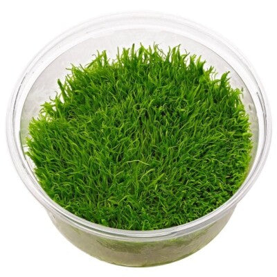 Utricularia Graminifolia Tissue Culture