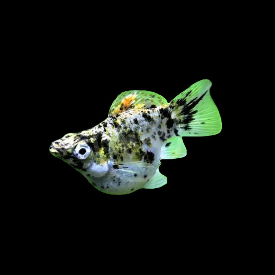 Special Short Body Molly