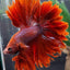 Rose Tail  Betta