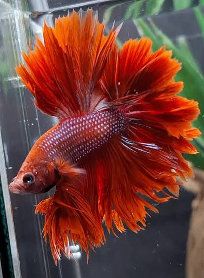 Rose Tail  Betta