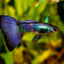 Moscow Blue Special Guppy Pair