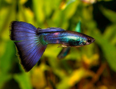 Moscow Blue Special Guppy Pair