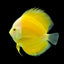 Discus Fish Mix 14cm