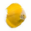 Yellow Melon Discus Fish