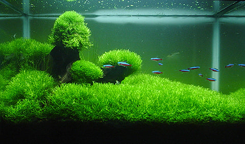 Riccia Fluitans Cup
