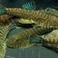 Borneo Blue Tail Loach