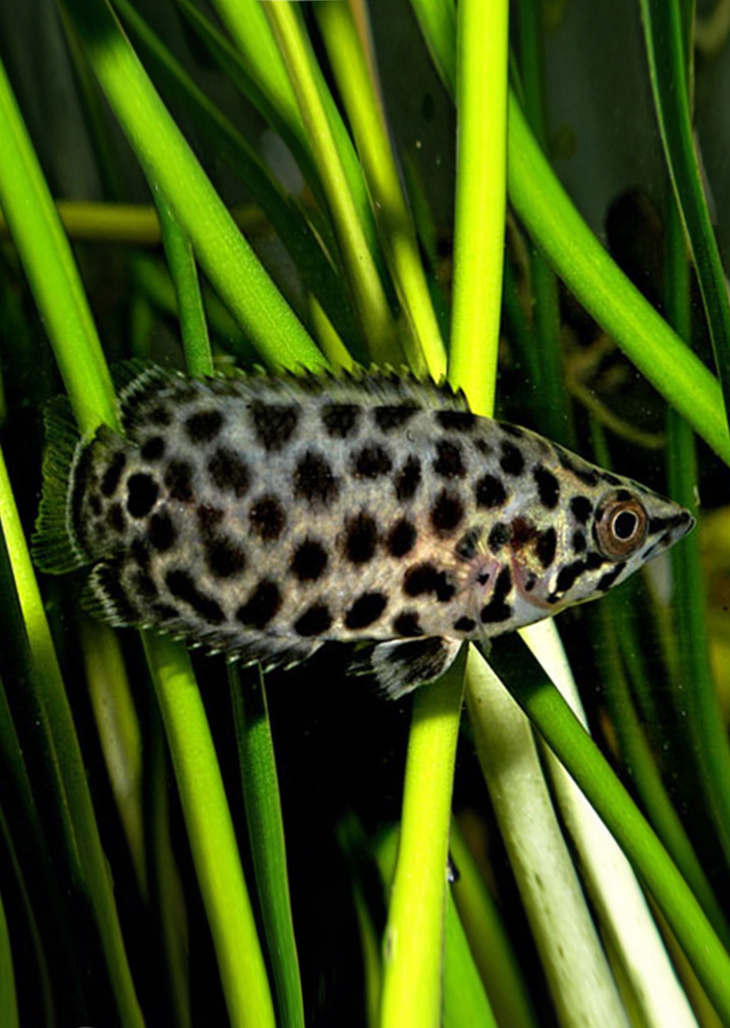 Leopard Bush Fish