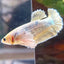 Golden Big Ear Plakat