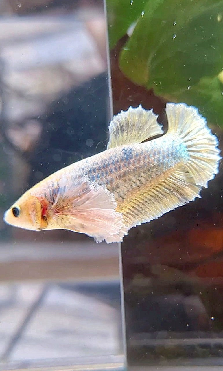 Golden Big Ear Plakat