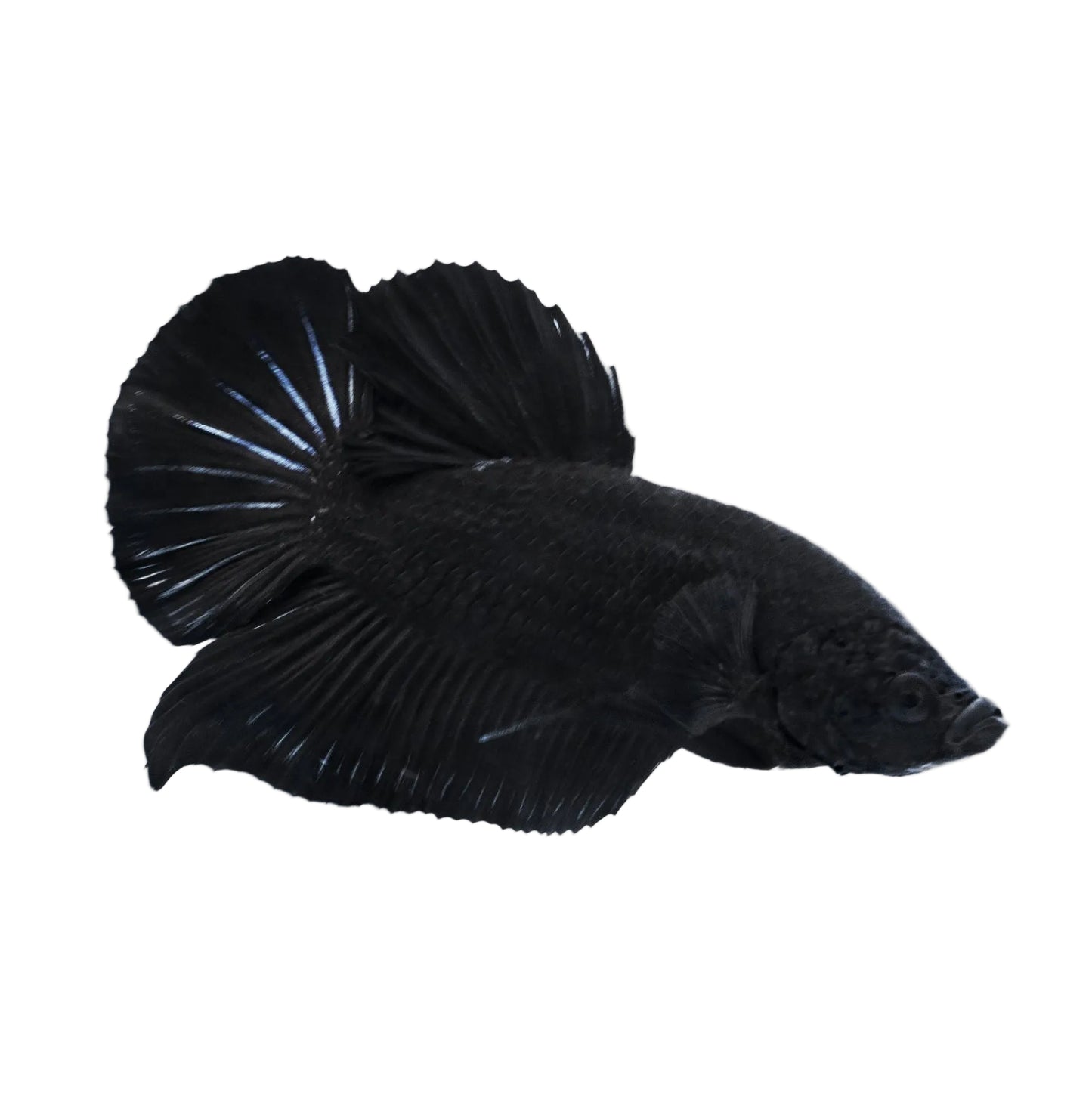 Black Roud Tail Betta