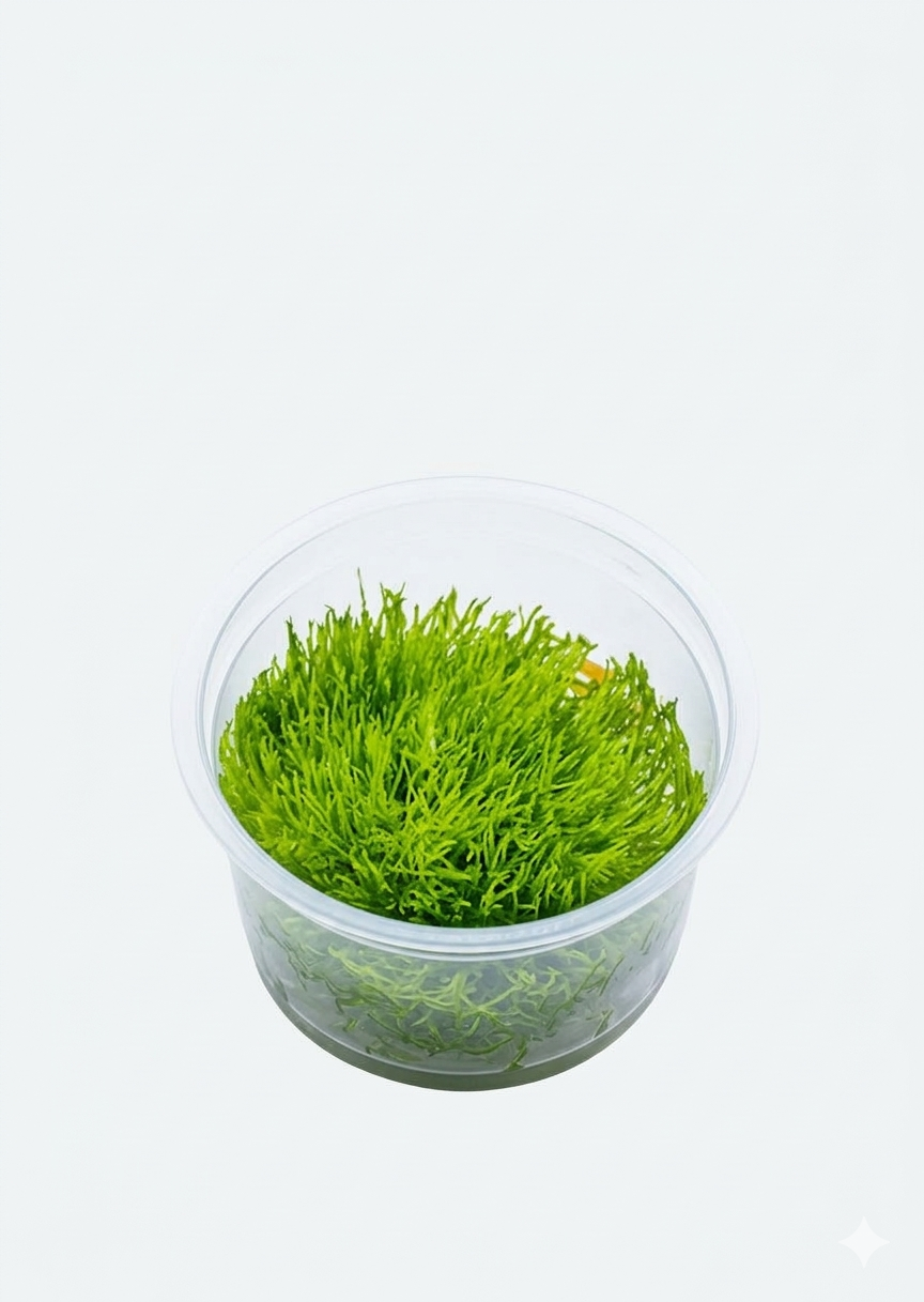 Riccia Fluitans Cup