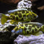 Giraffe Cichlid XL Size