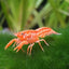 Orange Dwarf Crayfish