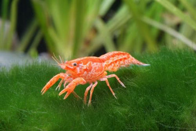 Orange Dwarf Crayfish